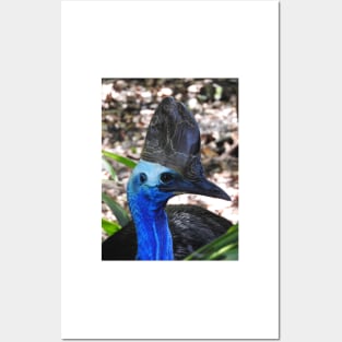 Cassowary Posters and Art